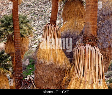 USA, Kalifornien, Anza Borrego Desert State Park, Amtsleitungen von Kalifornien fan Palms mit alten, Blätter, Palm Bowl Grove, Palm Springs. Stockfoto