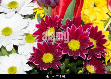 Feder frischen Blumenschmuck. Bunten Blumenstrauß. Stockfoto