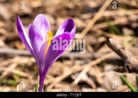 Alpine Crocus vernus. Crocus heuffelianus. Lila Feder Wild Mountain Blume. Stockfoto