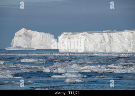 Antarktis, unterhalb der Antarktis Kreis. Krabbenfresserrobben auf Eisberge in Eis gefüllt Bucht in der bellingshausen Meer in kristallklarem Sound. Tabellarische Eisbergs. Stockfoto