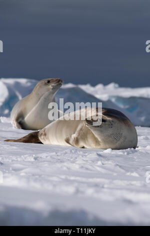 Antarktis, unterhalb der Antarktis Kreis, kristallklaren Klang. Zwei Krabbenfresserrobben (Lobodon carcinophagus) auf schwimmenden Eisbergs. Stockfoto