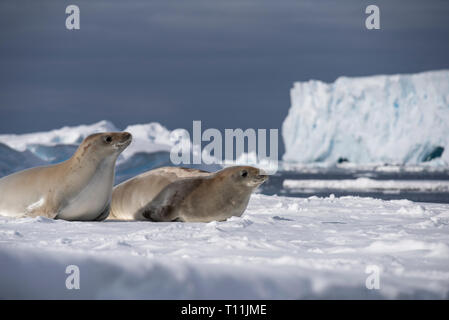 Antarktis, unterhalb der Antarktis Kreis, kristallklaren Klang. Zwei Krabbenfresserrobben (Lobodon carcinophagus) auf schwimmenden Eisbergs. Stockfoto