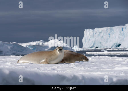 Antarktis, unterhalb der Antarktis Kreis, kristallklaren Klang. Zwei Krabbenfresserrobben (Lobodon carcinophagus) auf schwimmenden Eisbergs. Stockfoto