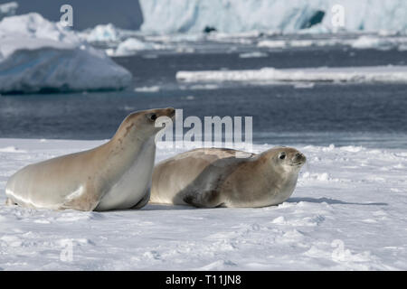 Antarktis, unterhalb der Antarktis Kreis, kristallklaren Klang. Zwei Krabbenfresserrobben (Lobodon carcinophagus) auf schwimmenden Eisbergs. Stockfoto