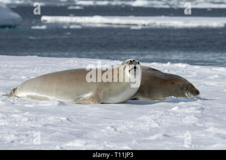 Antarktis, unterhalb der Antarktis Kreis, kristallklaren Klang. Zwei Krabbenfresserrobben (Lobodon carcinophagus) auf schwimmenden Eisbergs. Stockfoto