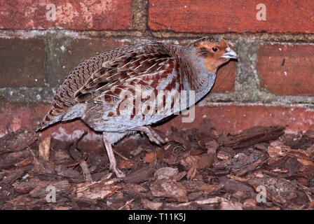 Grau Peacock Fasan (polyplectron bicalcaratum), Buchse Stockfoto