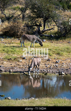 Ein Zebra (hinten) Schürfwunden neben Oryx Trinken an einem Wasserloch im Etosha National Park, Namibia. Stockfoto