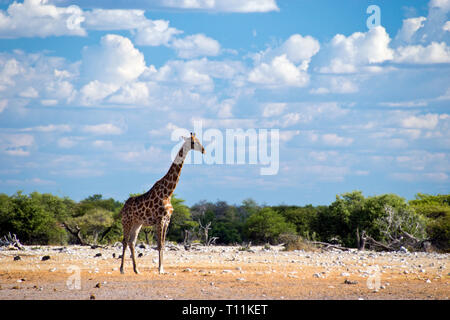 Eine Giraffe weidet auf der Wüstenlandschaft des Etosha National Park, Namibia. Stockfoto