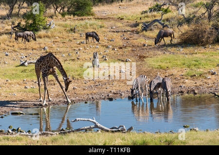 Giraffen und Zebras trinken an einem Wasserloch im Etosha Nationalpark, Namibia. Stockfoto