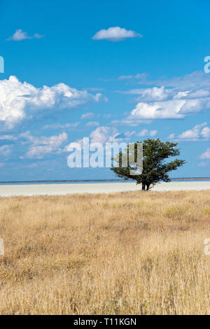 Gras wächst am Rande der riesigen Salzpfanne im Etosha National Park, Namibia. Stockfoto