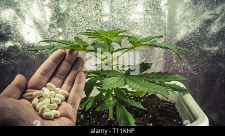 Medizinisches Marihuana Plant growing Indoor. Pillen in weiblicher Hand. Legalisierung der ganzen Welt Stockfoto