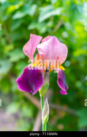 Lila und weißen bärtigen Iris (Iris Germanica). Stockfoto
