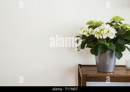 Weiße Hortensien im Topf mit weißen Wand, Platz für Text. Stockfoto