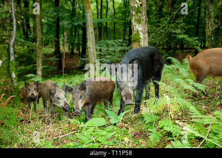 England, Gloucestershire, Wald von Dean. Native europäischen Wildschwein (Sus scrofa) Familie in Sommergrünen Wäldern. Stockfoto