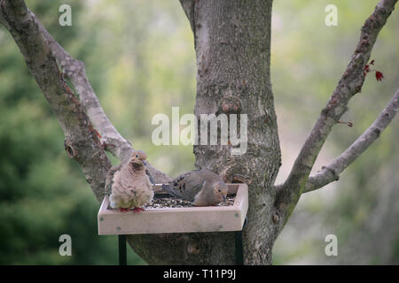 Nahaufnahme eines männlichen und weiblichen Taube essen Samen auf ein birdfeeder zu einem Ahornbaum befestigt Stockfoto