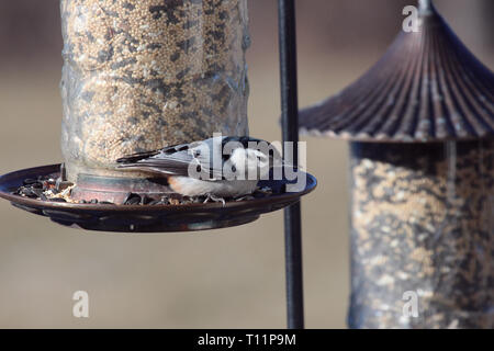 Nahaufnahme eines männlichen White-Breasted Kleiber sitzen auf einem futterhaus in einem Hinterhof in Wisconsin, USA Stockfoto