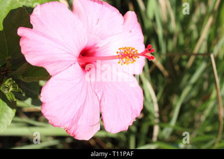Schließen Sie herauf Bild einer rosa Hibiskus Blüte im Frühjahr in Orlando, Florida. Stockfoto
