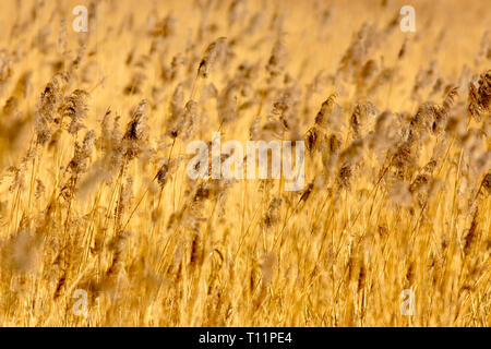 Großbritannien, Somerset Levels. Schilf (Phragmites australis). Stockfoto