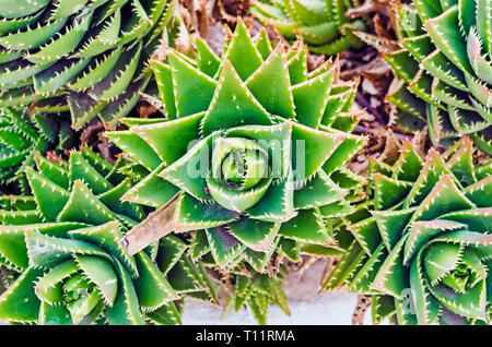 In der Nähe von sukkulenten Pflanzen. Stockfoto
