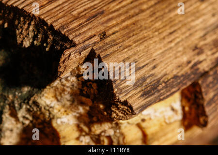 Makro Foto eines Archivs Stockfoto