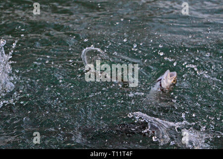 Eine Forelle springt aus dem Wasser zu essen Stockfoto