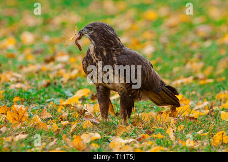 Bussard auf der Wiese Jagd ein Wurm Stockfoto