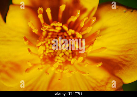 Gelbe Blüte Makro Stockfoto