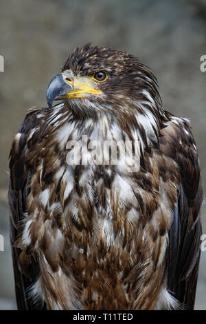 Nahaufnahme einer raptorial Vogel/Deutsche Greifenwarte - Burg Guttenberg Stockfoto