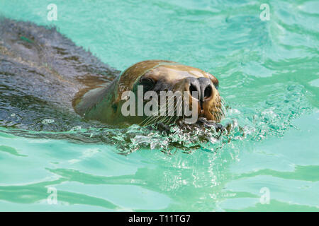 Nahaufnahme einer Robbe im Wasser Stockfoto