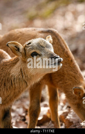 Bambi ist weinen Stockfoto