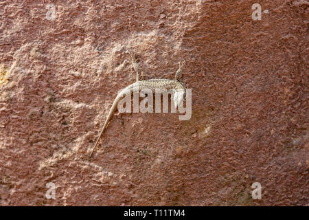 Eine Echse, hängen an der Sandsteinmauer Stockfoto