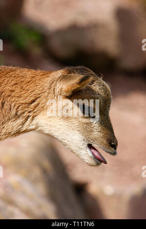 Bambi ist weinen Stockfoto