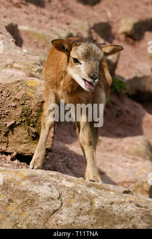 Bambi ist weinen Stockfoto