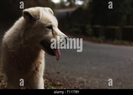 Portrait von weißer Hund auf galizische Straße. Stockfoto