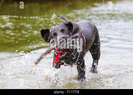 Eine junge schwarze Labrador ist ein Stick im Wasser Stockfoto