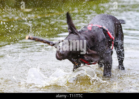 Eine junge schwarze Labrador ist ein Stick im Wasser Stockfoto