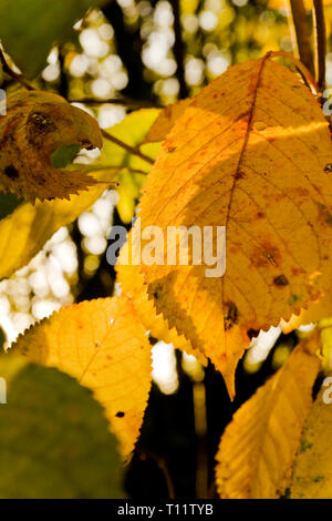 Nahaufnahme von orange Blätter im Herbst Stockfoto