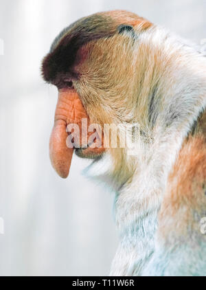 Da dieses Profil Porträt zeigt, die proboscis Affen (Nasalis larvatus) ist einmalig unter den Primaten wegen seiner langen Nase, die kann bis zu 7 Zoll (18 Zentimeter) in den Männern messen. Zieht das Männchen Weibchen mit passenden Anrufe, und je größer seine große Schnauze, desto lauter der Ruf. Die markanten Affen leben auf der Insel Borneo in Südostasien. Sie sind eine bedrohte Art, da der weitere Verlust der Vegetation für ihre Diät Zahlen des Tieres auf ein paar Tausend im Wilden reduziert hat. Sie sind weniger gut in Gefangenschaft; sehr wenige Zoos zeigen Ihnen. Historisches Foto. Stockfoto