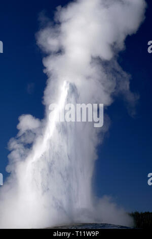 Wolken von Dampf und einen Strom von kochendem Wasser von Old Faithful, der Berühmteste von mehr als 500 aktive Geysire im Yellowstone National Park, der spreizt die Staaten Wyoming, Montana und Idaho in den USA ausbricht. Die Zeit zwischen dem Ausbruch des Old Faithful reicht von 60 bis 110 Minuten, und seinen Auslauf kann in der Höhe von 106 bis 184 Fuß (32-56 Meter variieren). Ausbrüche dauern in der Regel zwischen 1,5 bis 5 Minuten. Geysire sind unter 10.000 hydrothermalen Wunder des Parks, dass gehören bunte Hot Springs, Schlammtöpfe und Fumarolen (dampfschlote). Stockfoto