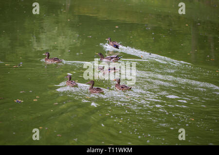 Ein Schwarm Enten schwimmt auf dem Wasser Stockfoto