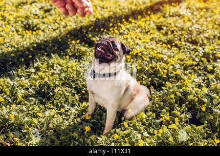 Man Walking mops Hund im Frühjahr Wald und hält Essen in der Hand. Happy puppy sitzen unter gelben Blumen warten auf Bestellungen seiner Master Stockfoto
