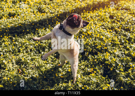 Mops hund Wandern im Frühjahr Wald. Welpen Spaß unter gelbe Blumen in den Morgen. Hund springt Essen mit hängender Zunge zu fangen Stockfoto