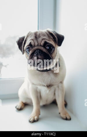 Mops Hund liegend auf dem Teppich und wartet auf Bestellungen seiner Master auf der Küche. Stockfoto