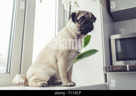 Mops Hund liegend auf dem Teppich und wartet auf Bestellungen seiner Master auf der Küche. Stockfoto