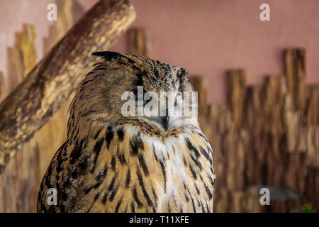Eule im Zoo. Großen Wald Vogel in Gefangenschaft. Stockfoto