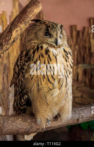 Eule im Zoo. Großen Wald Vogel in Gefangenschaft. Stockfoto