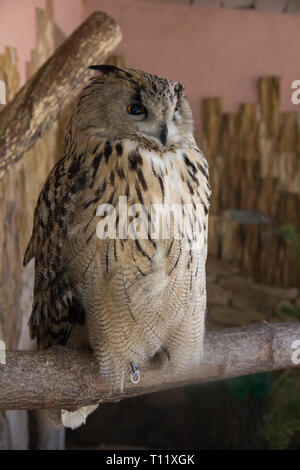 Eule im Zoo. Großen Wald Vogel in Gefangenschaft. Stockfoto