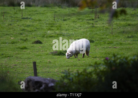 Schafe in Wales Snowdonia Stockfoto