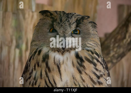 Eule im Zoo. Großen Wald Vogel in Gefangenschaft. Stockfoto