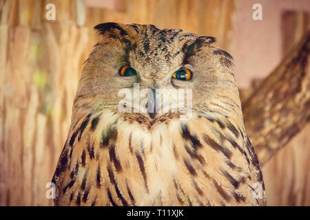 Eule im Zoo. Großen Wald Vogel in Gefangenschaft. Stockfoto